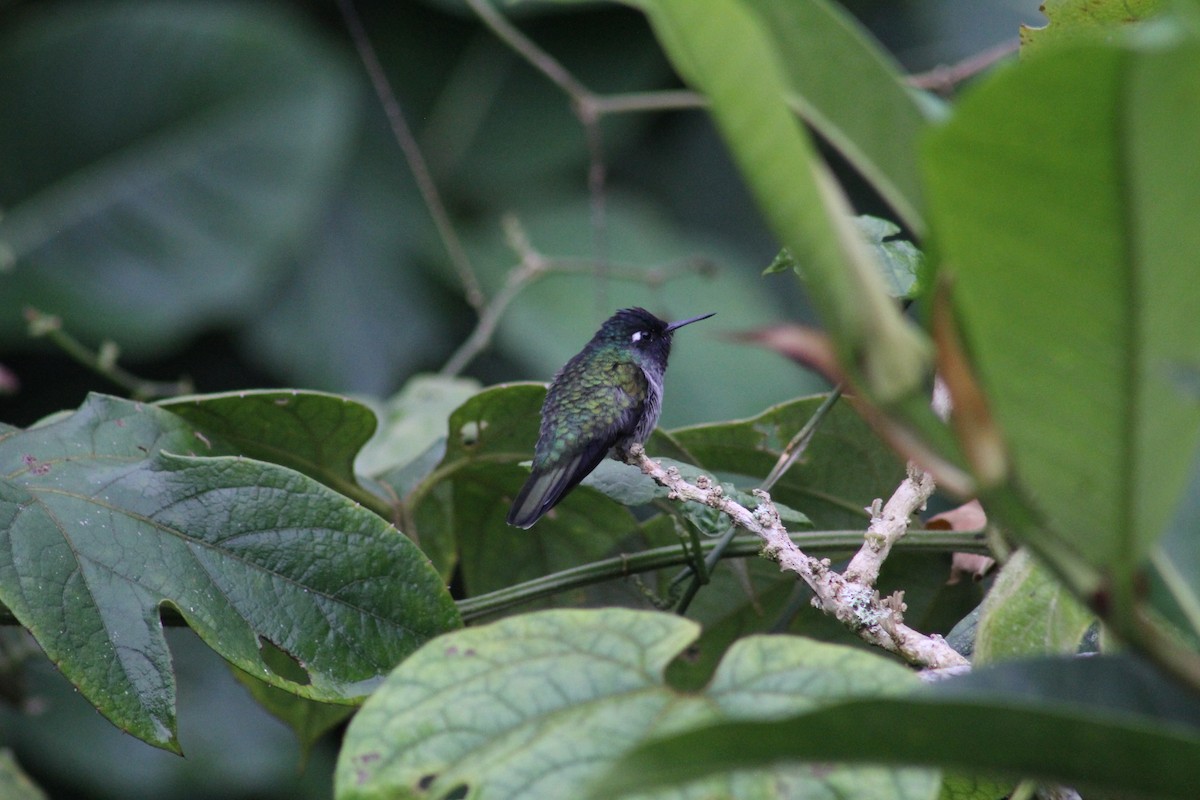 Violet-headed Hummingbird - Bobby Figarotta