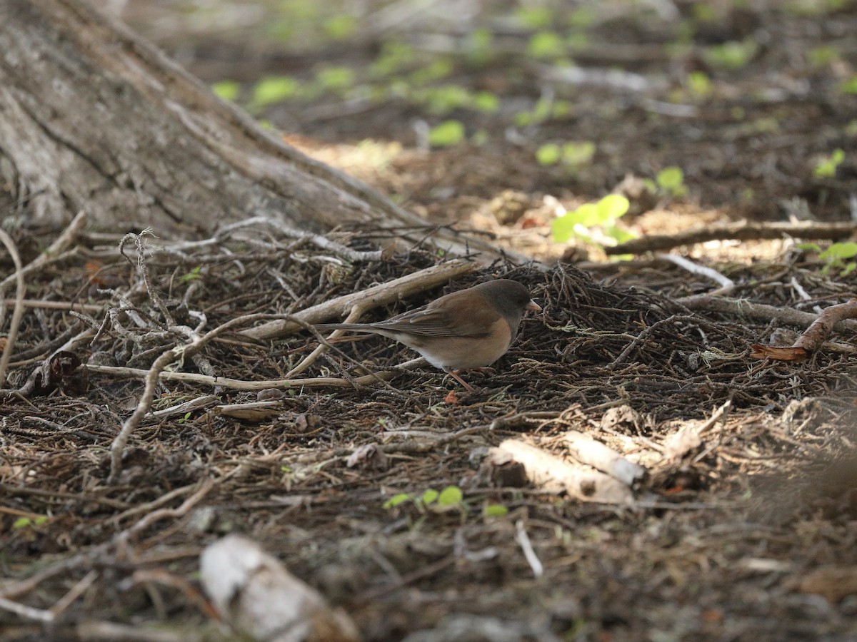 Dark-eyed Junco - ML616137311