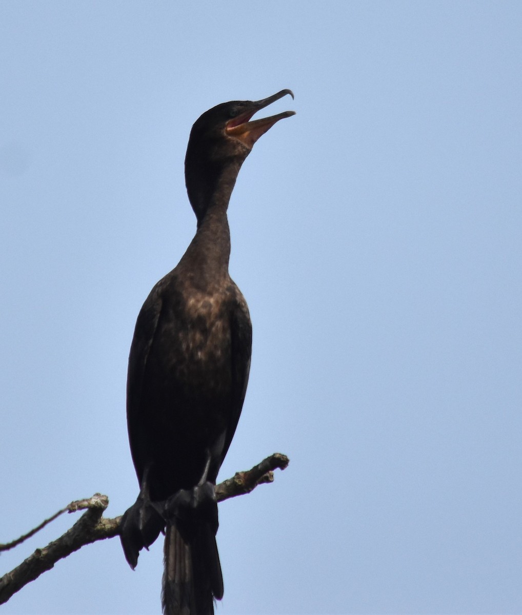 Neotropic Cormorant - ML616137321