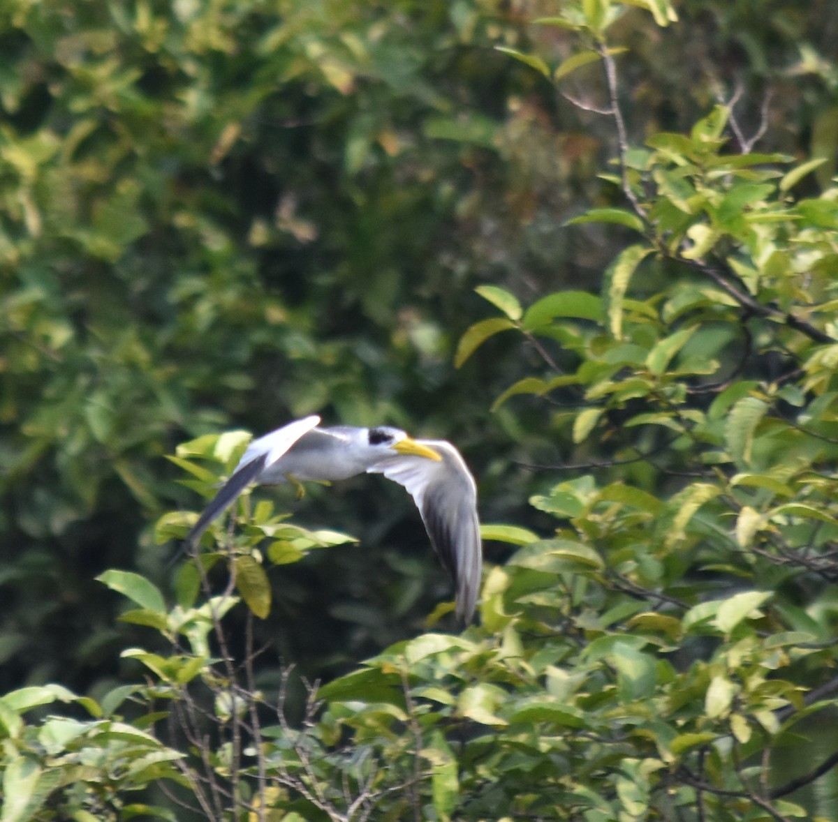 Large-billed Tern - ML616137357