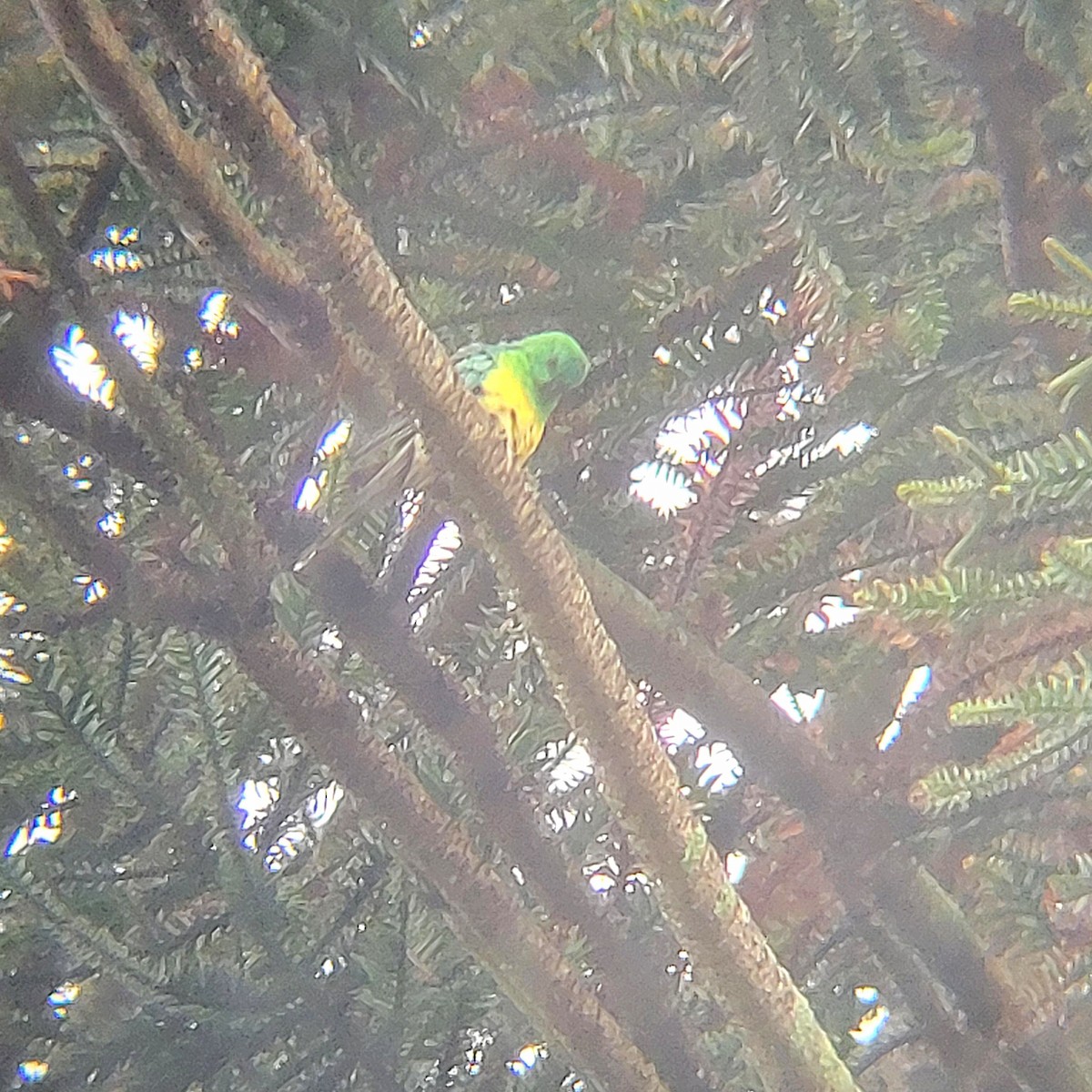 Red-rumped Parrot - ML616137370