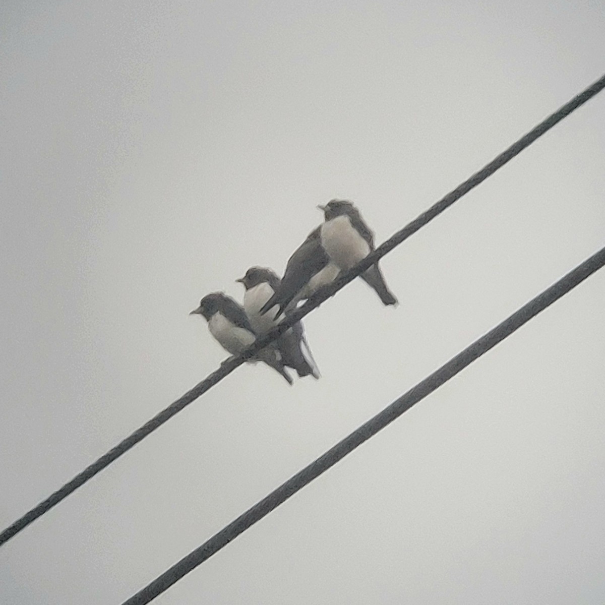 White-breasted Woodswallow - ML616137381