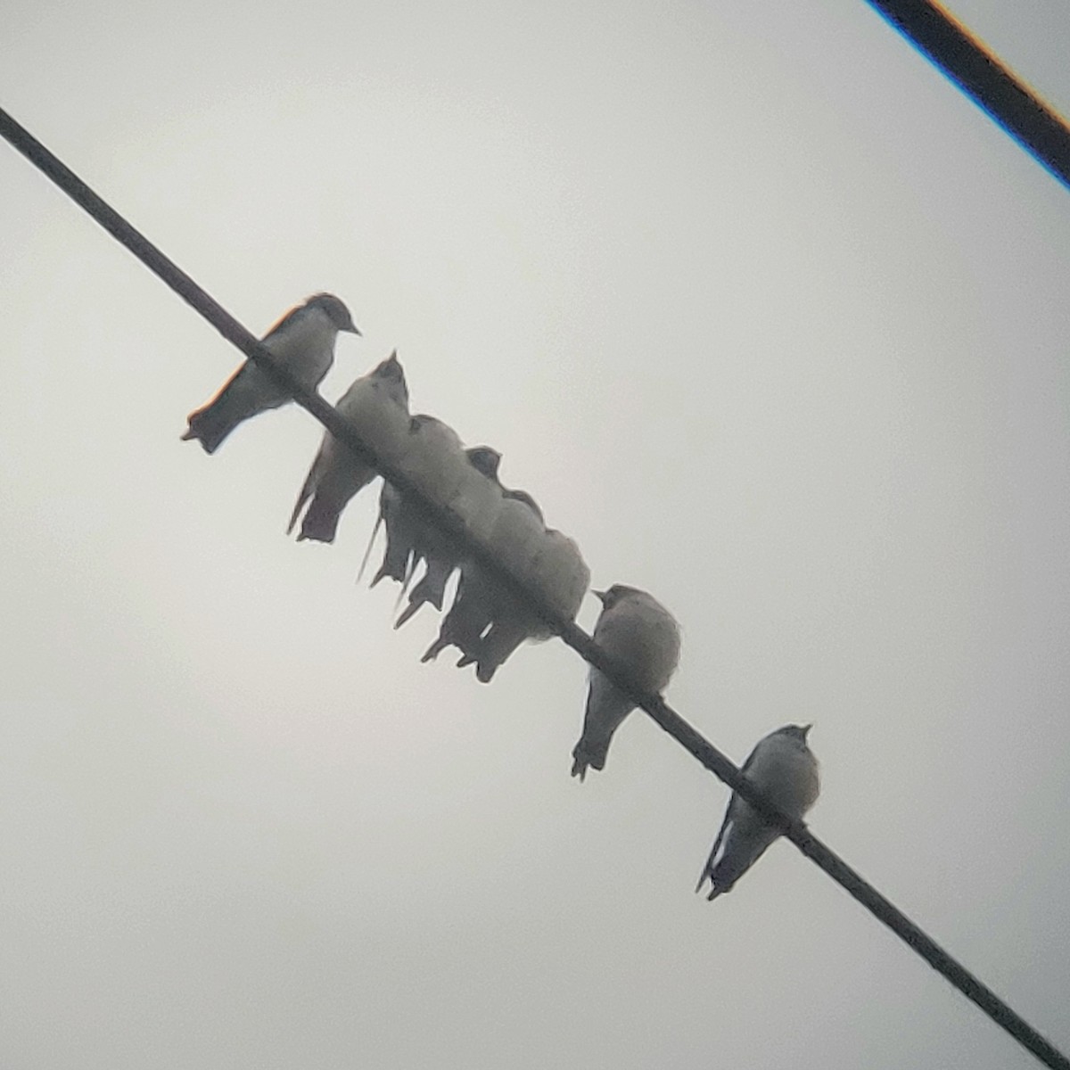 白胸燕鵙 - ML616137382