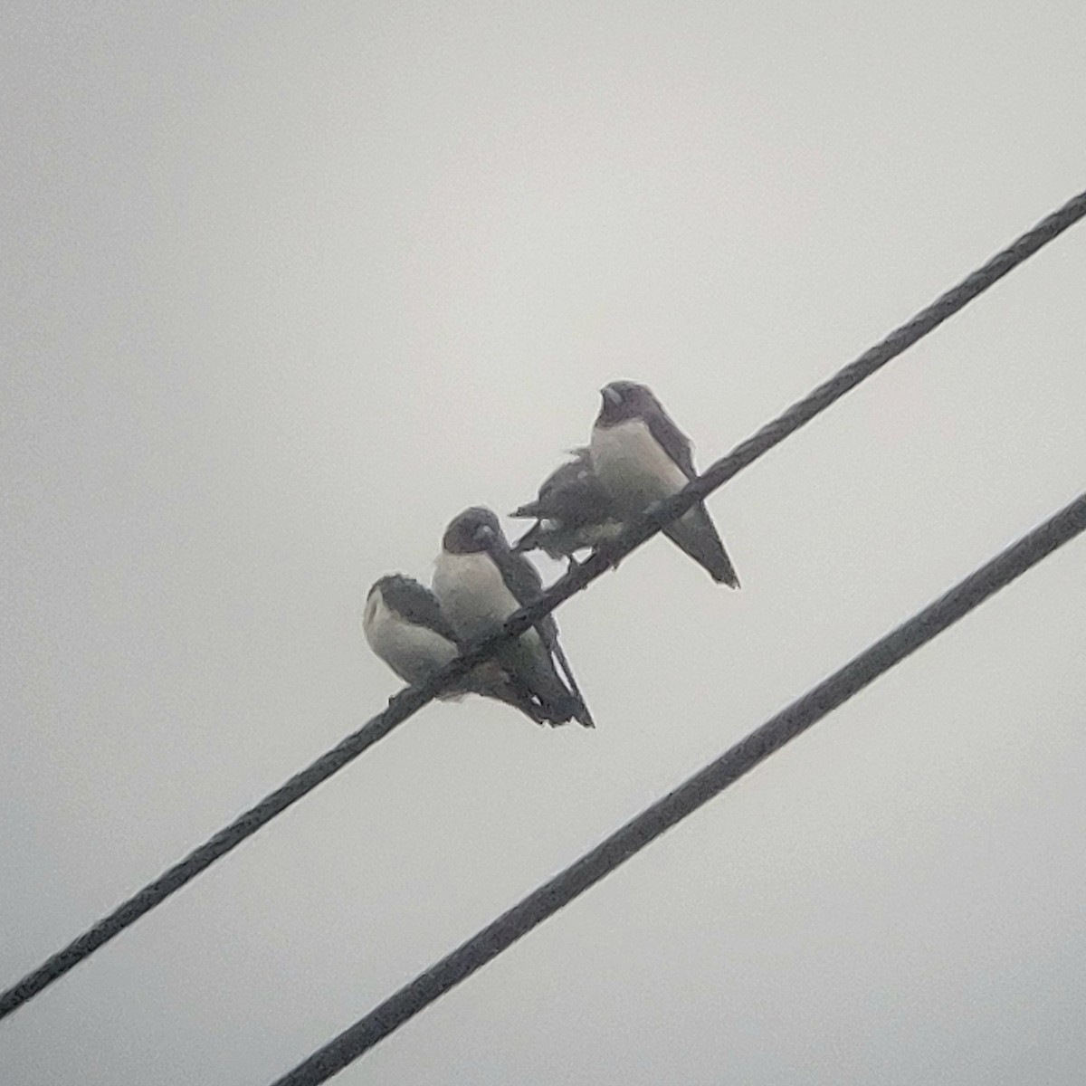 White-breasted Woodswallow - ML616137383