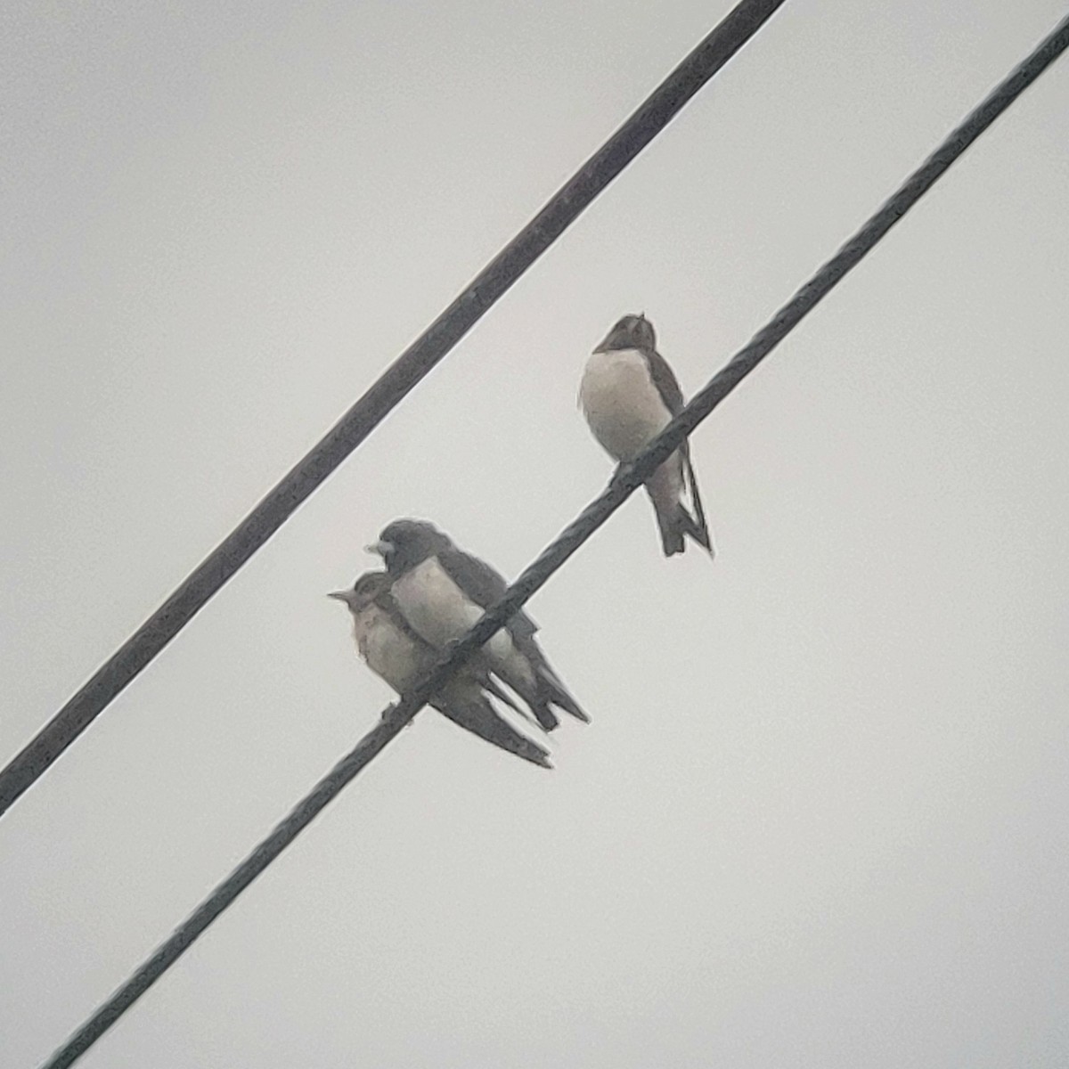 White-breasted Woodswallow - ML616137384