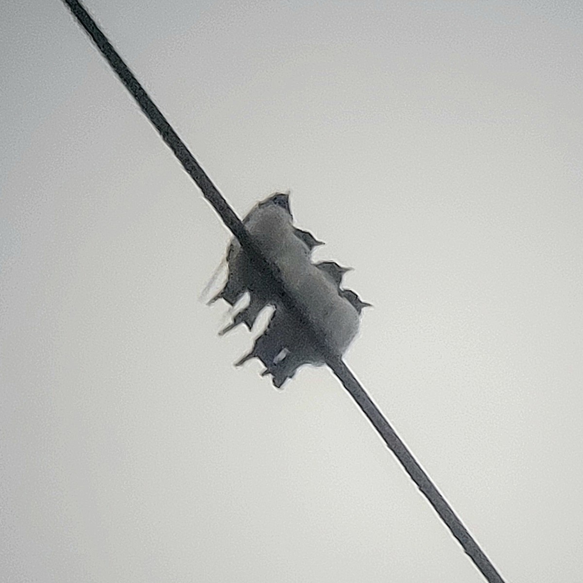 White-breasted Woodswallow - ML616137385