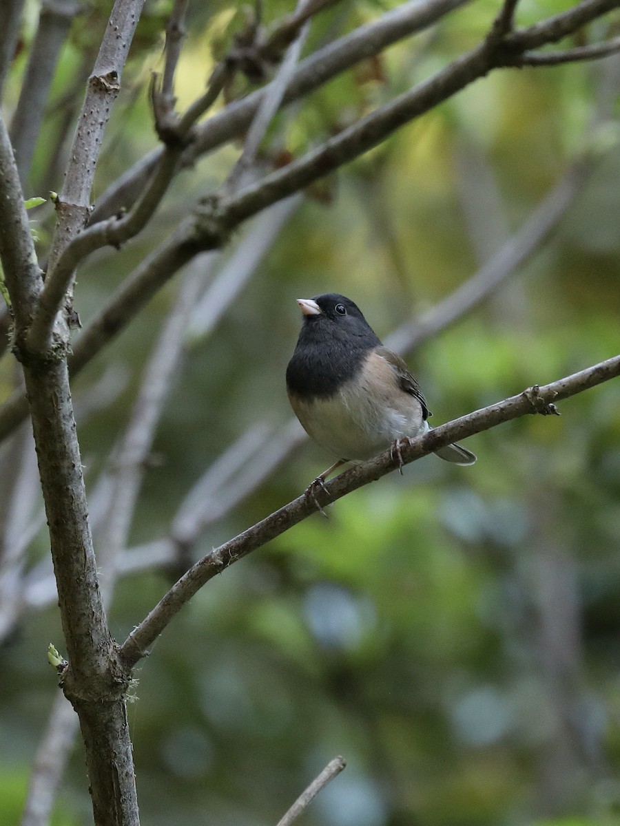 Dark-eyed Junco - ML616137388