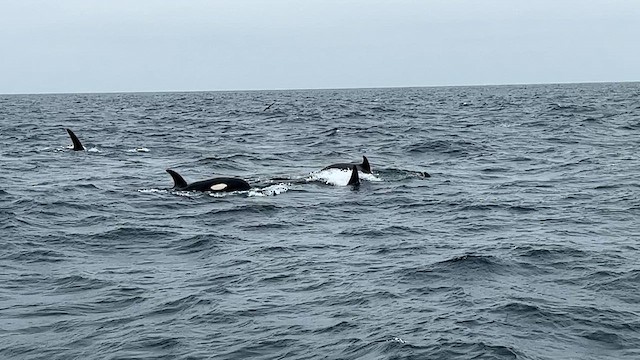 Albatros à pieds noirs - ML616137415