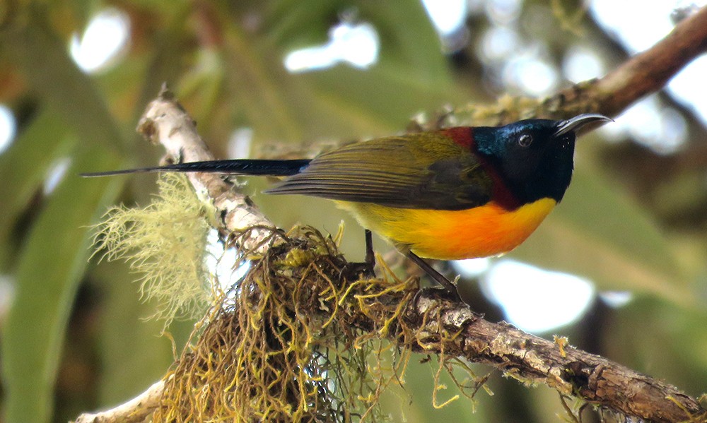 Green-tailed Sunbird - ML616137479