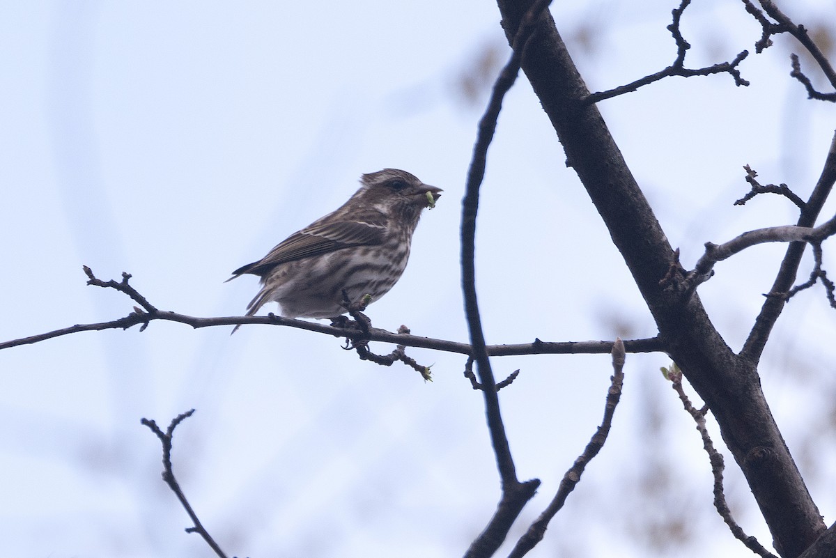 Purple Finch - Sandeep Biswas