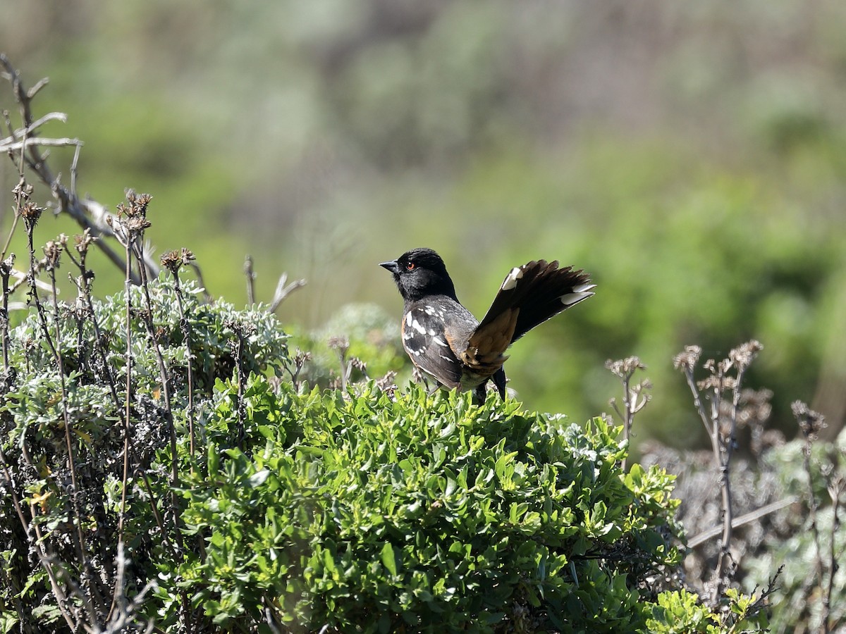 Spotted Towhee - ML616137496