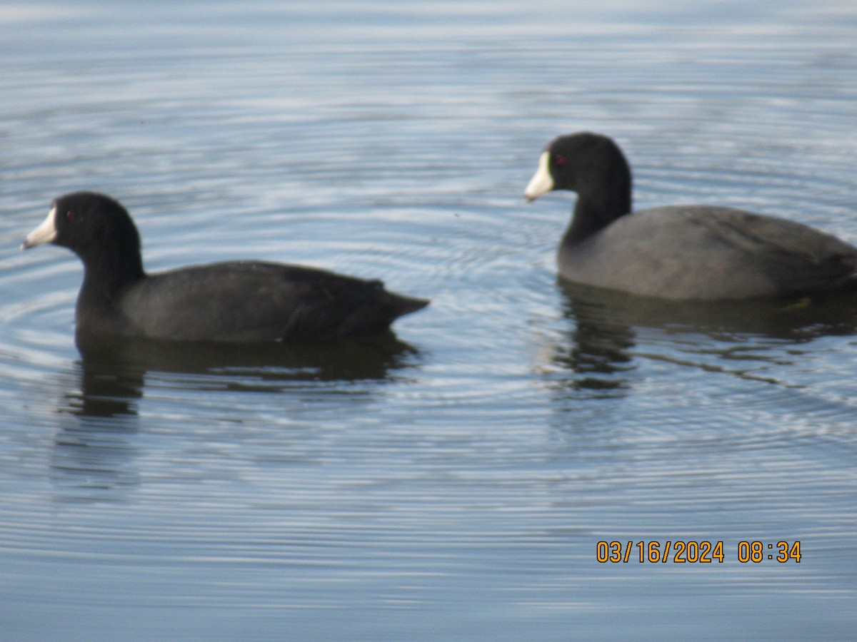 American Coot - ML616137510