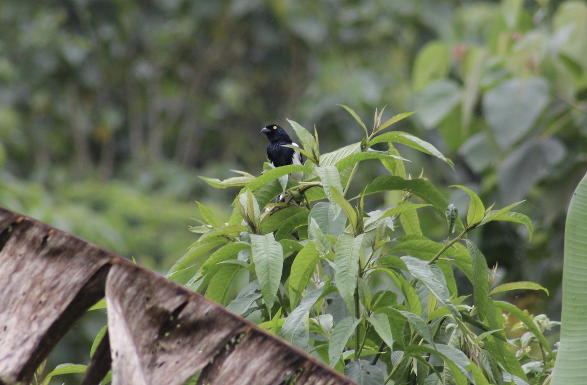 Magpie Tanager - ML616137519