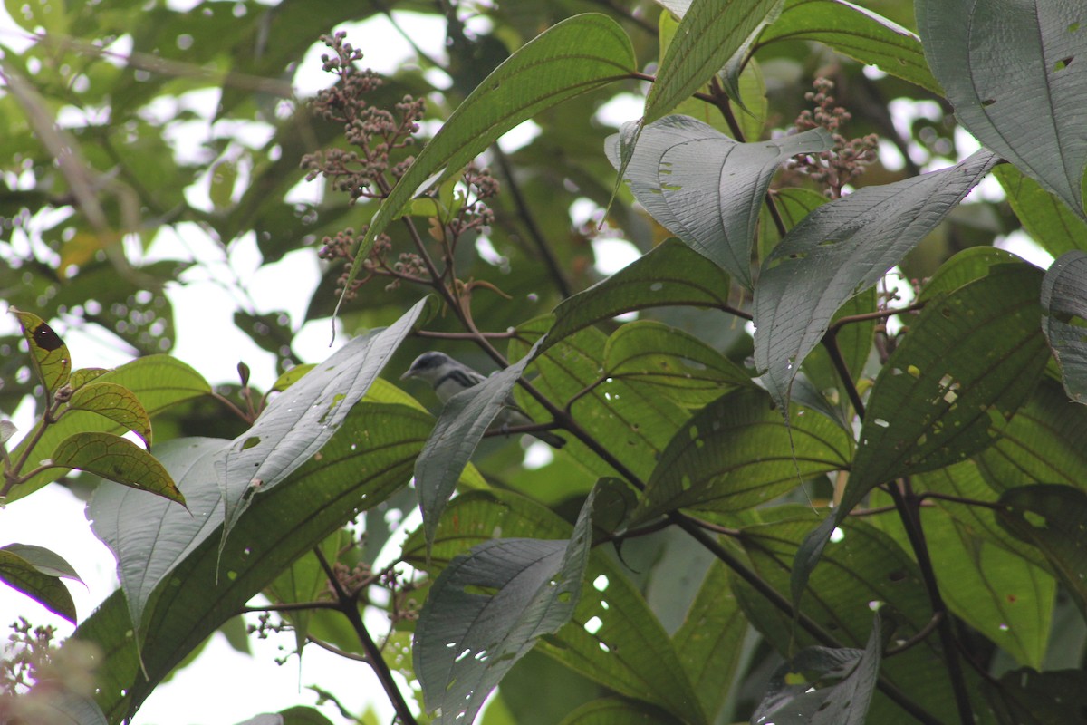 Cerulean Warbler - ML616137520