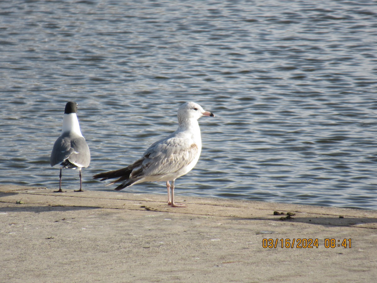 Ring-billed Gull - ML616137528