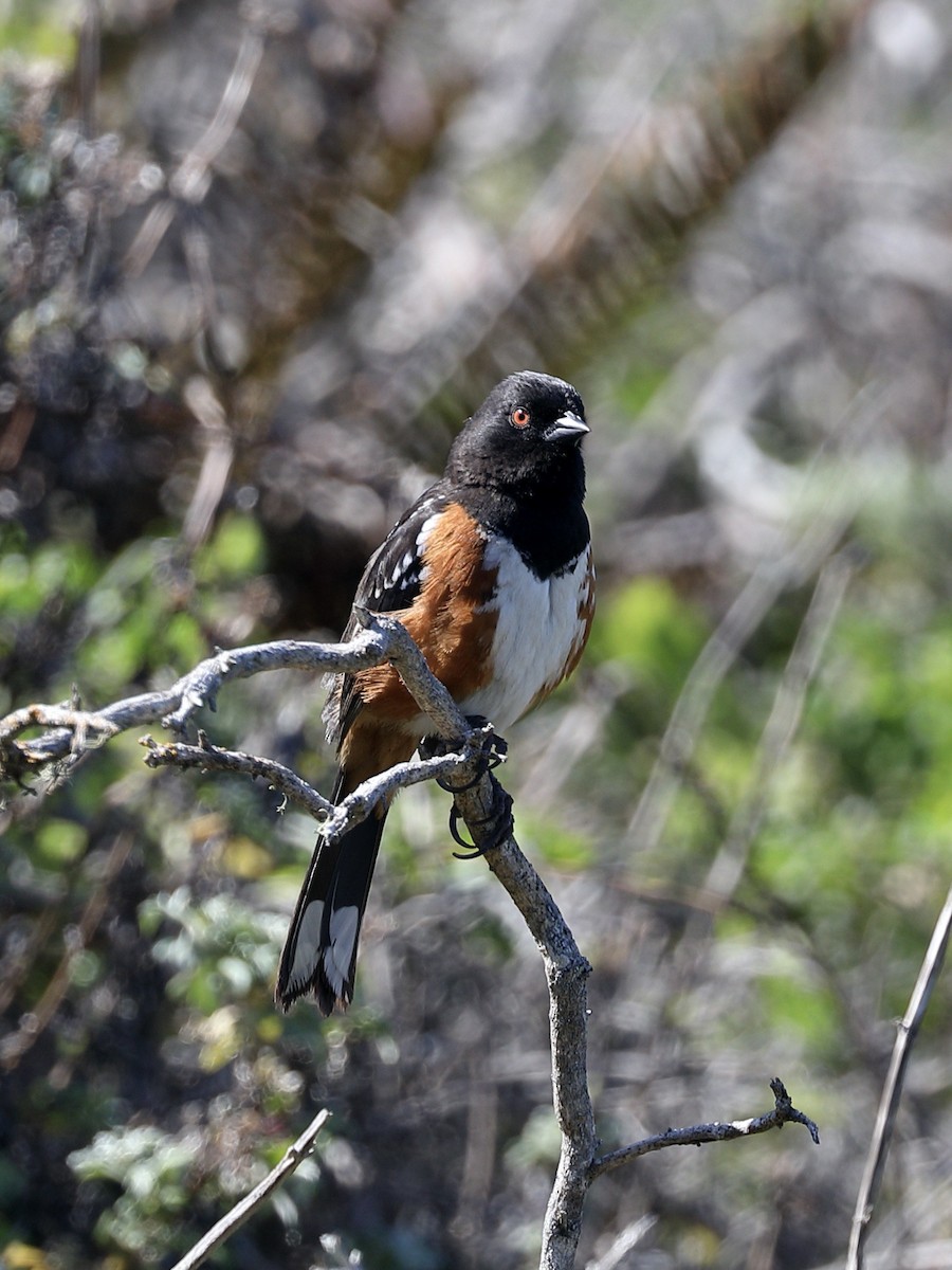 Spotted Towhee - ML616137531