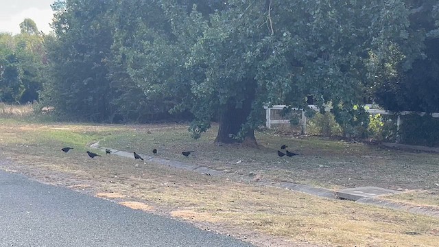 White-winged Chough - ML616137552