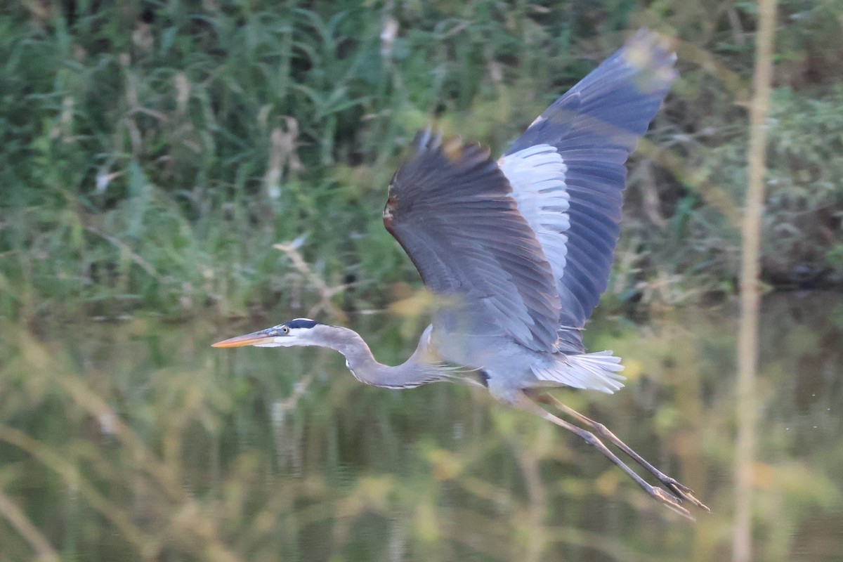 Great Blue Heron - ML616137571