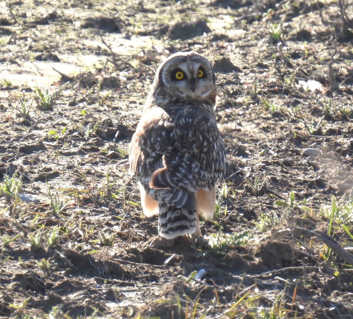Short-eared Owl - ML616137591