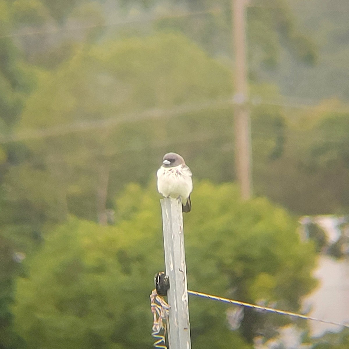 White-breasted Woodswallow - ML616137606