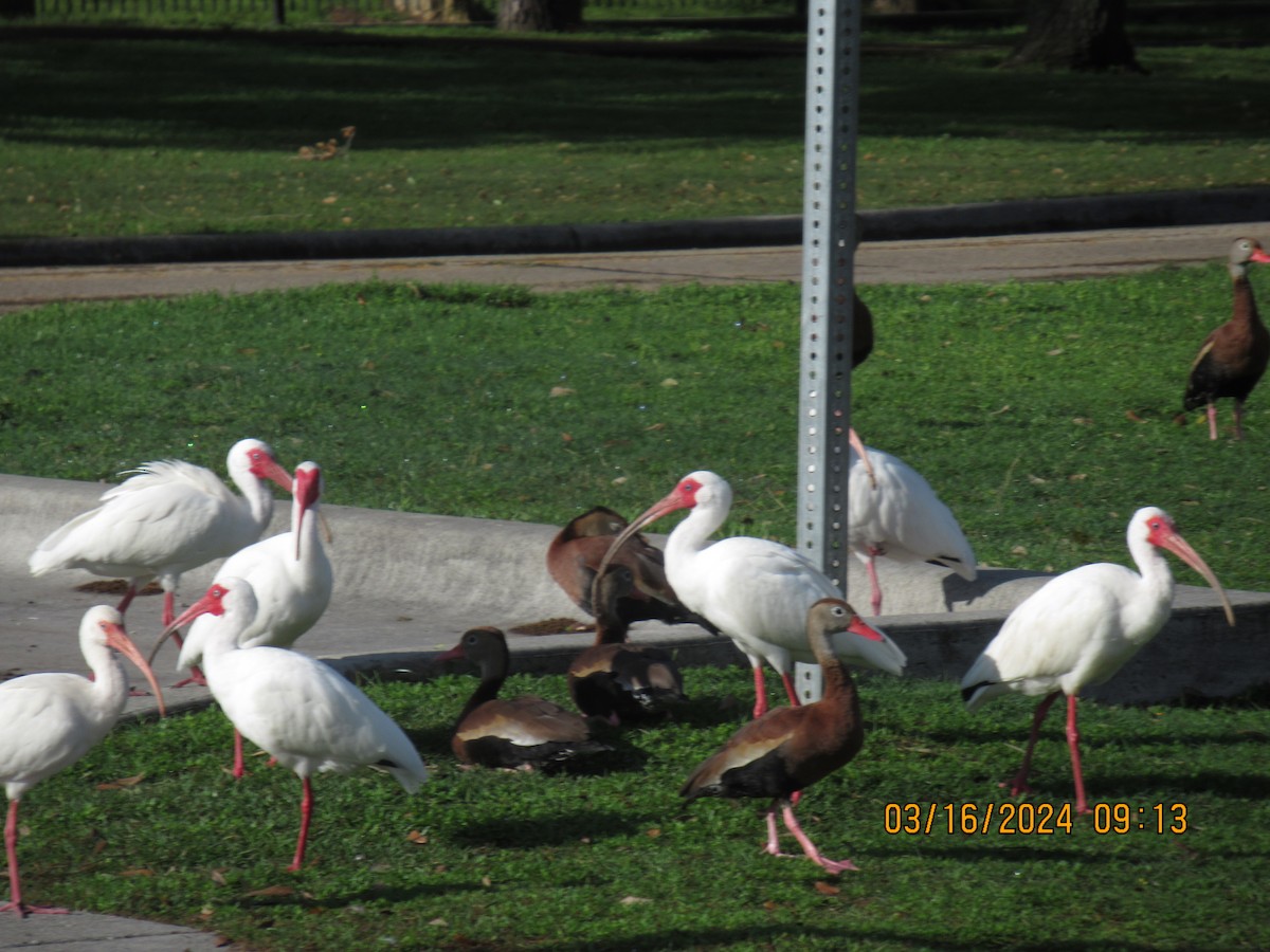 ibis bílý - ML616137607