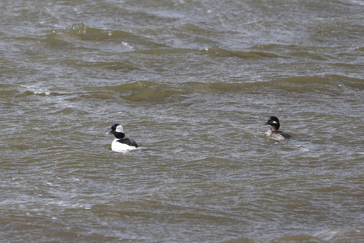 Bufflehead - ML616137614