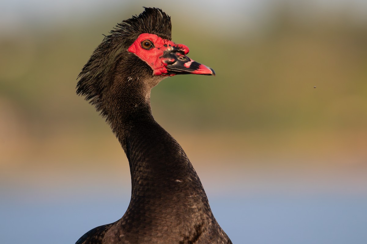 Muscovy Duck (Domestic type) - Percy Ulsamer