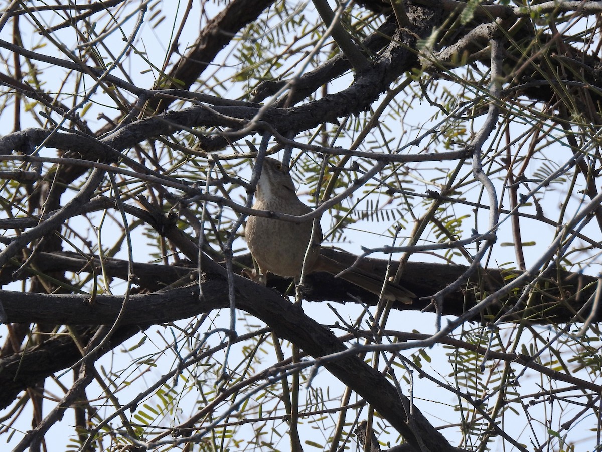 Bendire's Thrasher - ML616137623