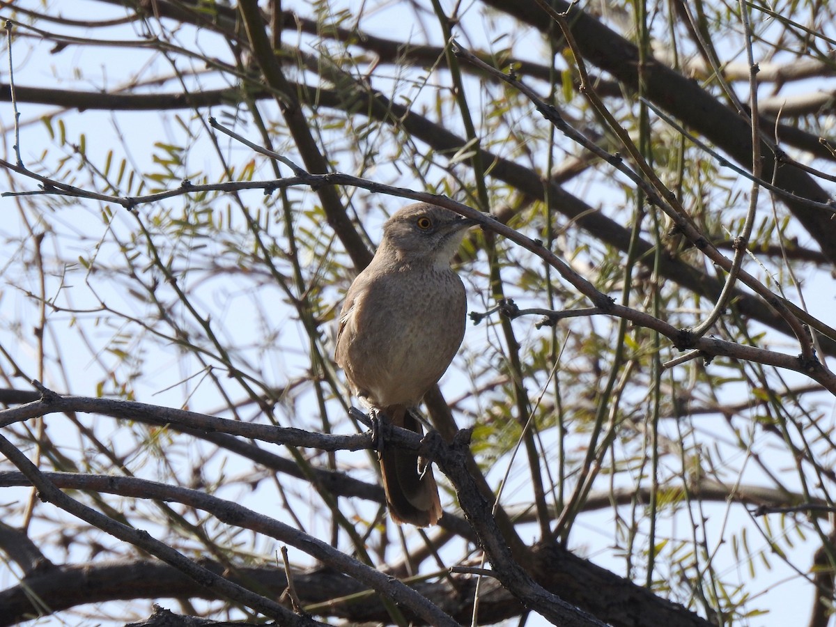 Bendire's Thrasher - ML616137624