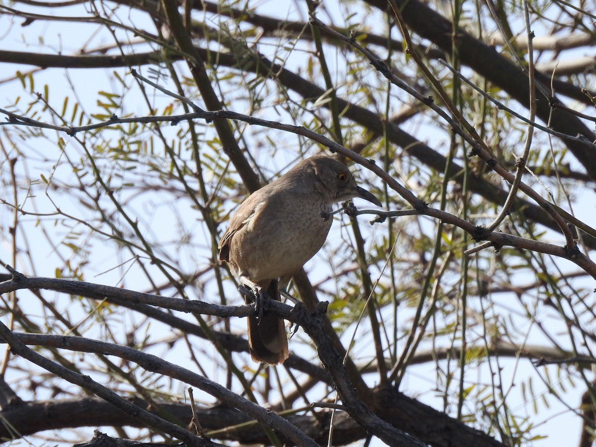 Bendire's Thrasher - ML616137626