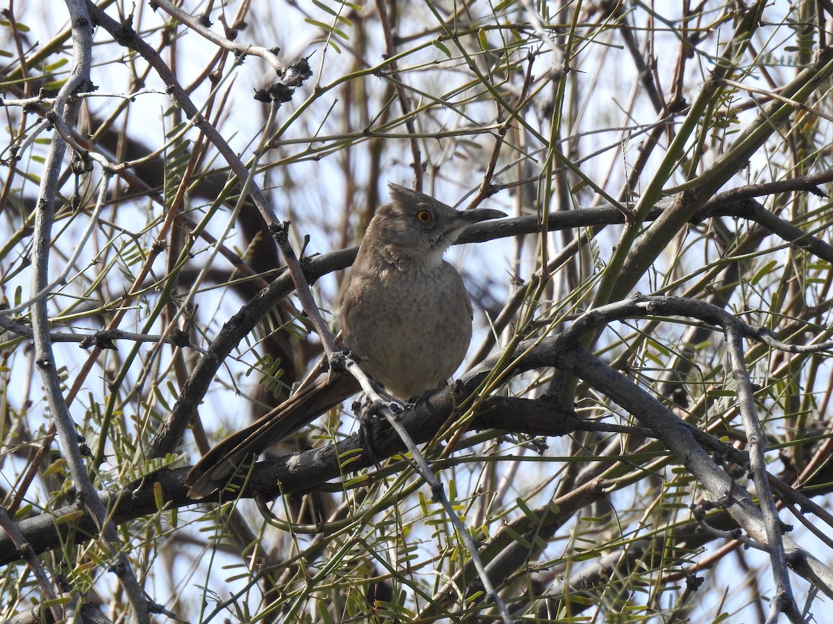 Bendire's Thrasher - ML616137627