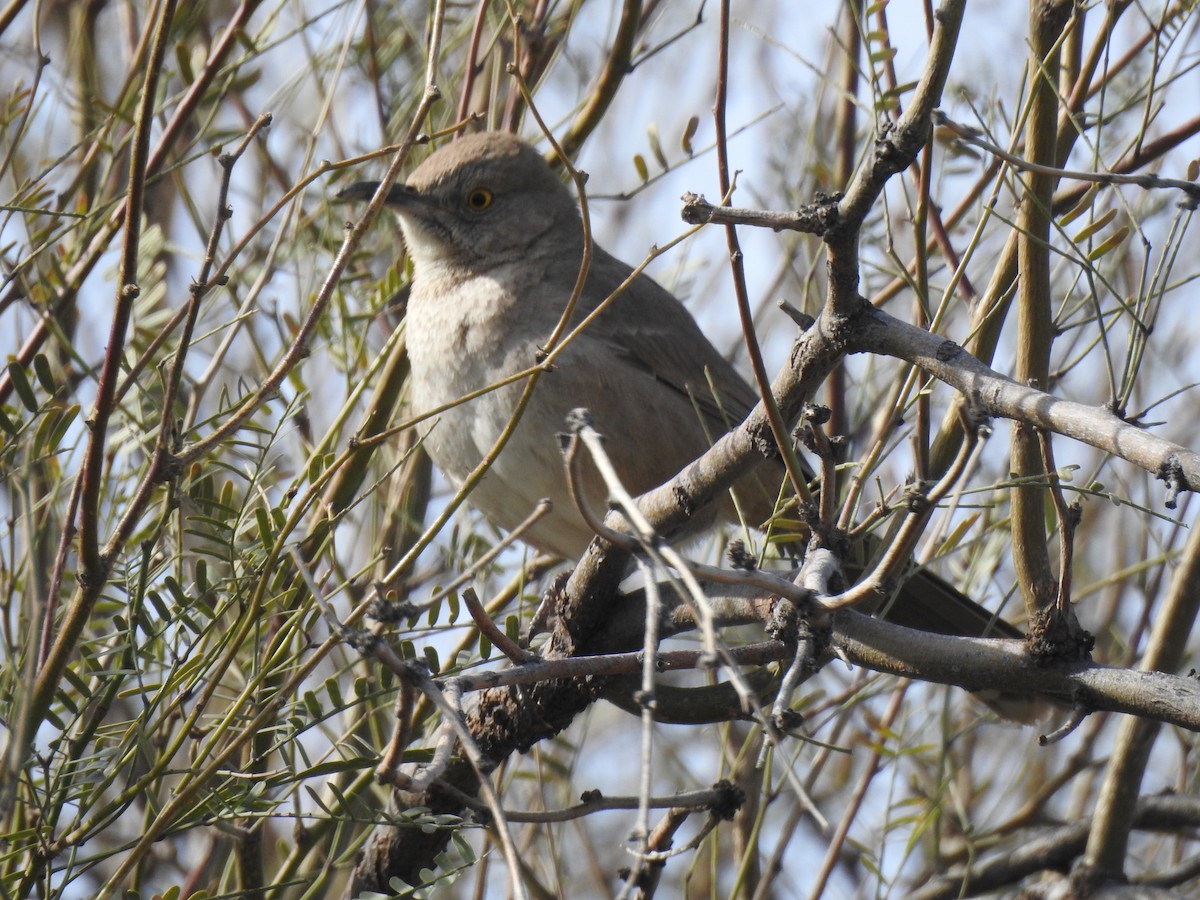 Bendire's Thrasher - ML616137631