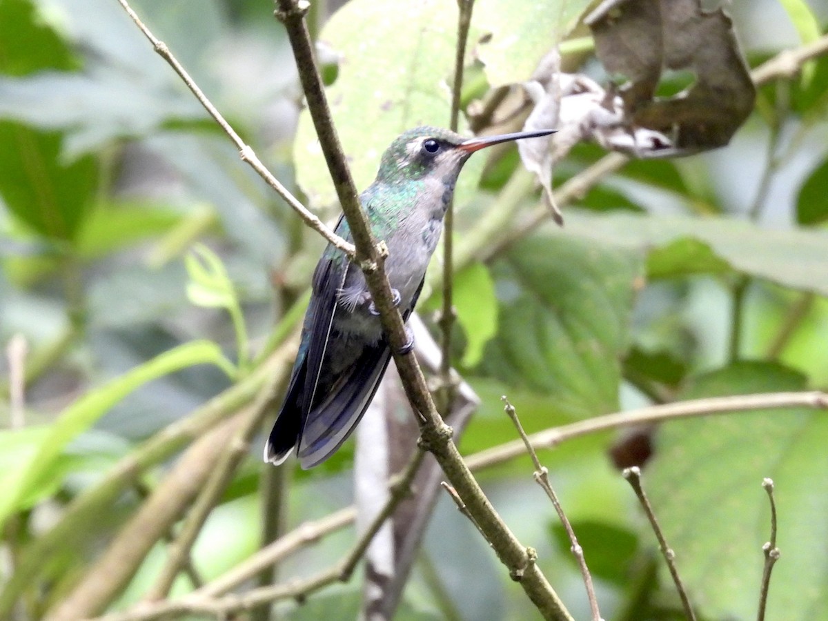 Glittering-bellied Emerald - ML616137645