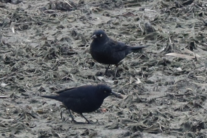 Rusty Blackbird - ML616137672