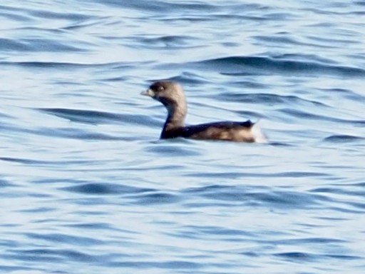 Pied-billed Grebe - ML616137690