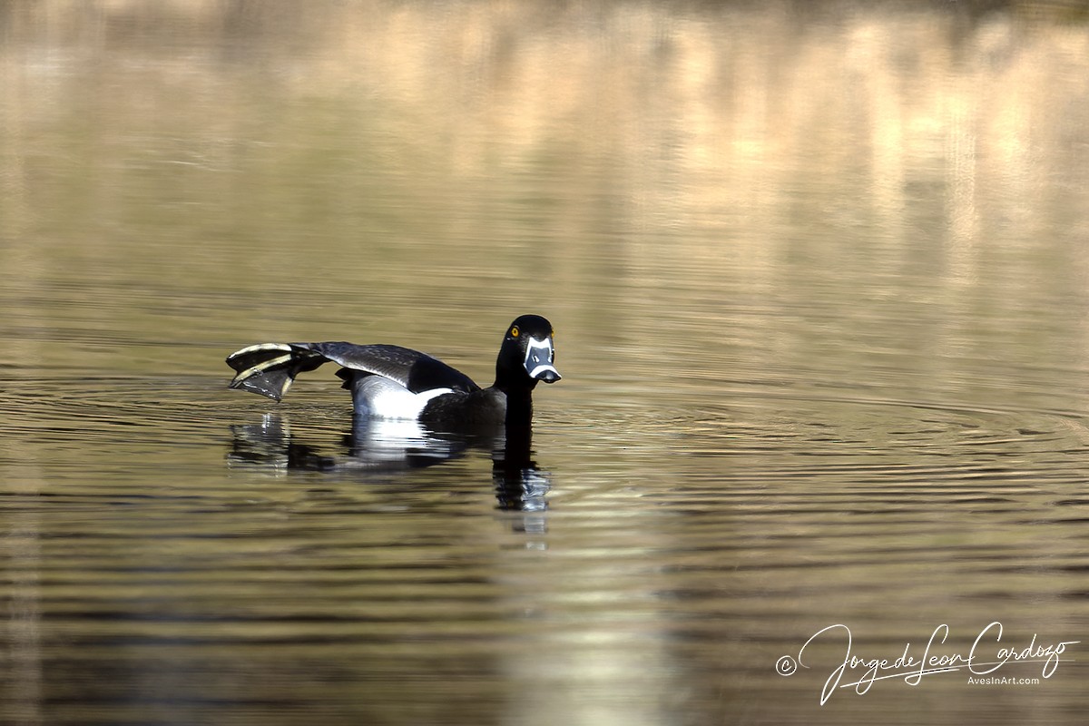 Ring-necked Duck - ML616137696