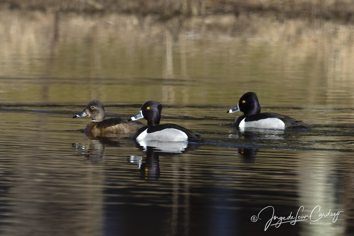 Ring-necked Duck - Jorge de Leon Cardozo