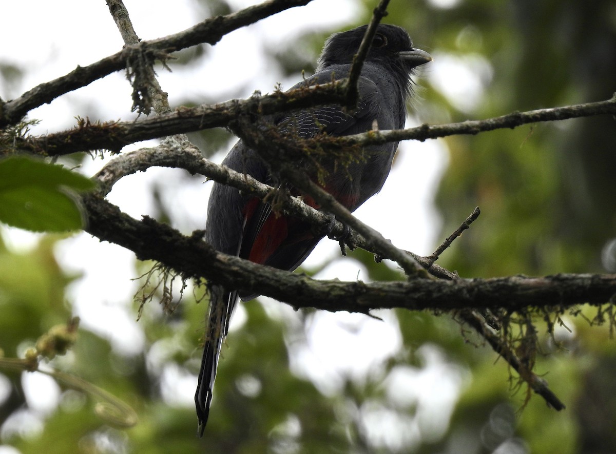 Trogon surucua - ML616137741