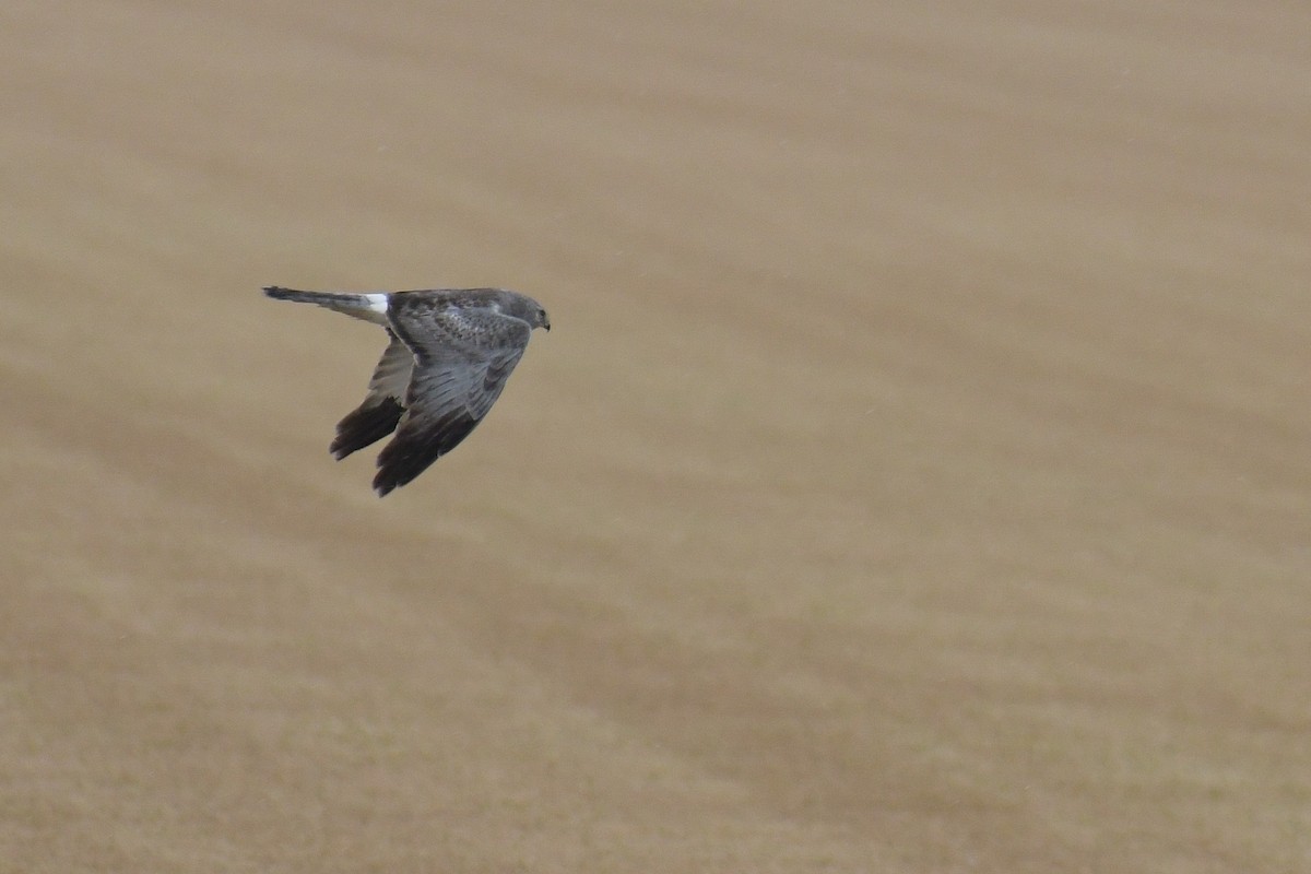 Northern Harrier - ML616137743