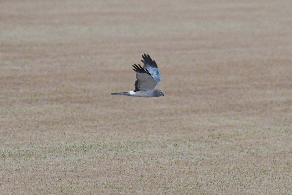 Northern Harrier - ML616137746