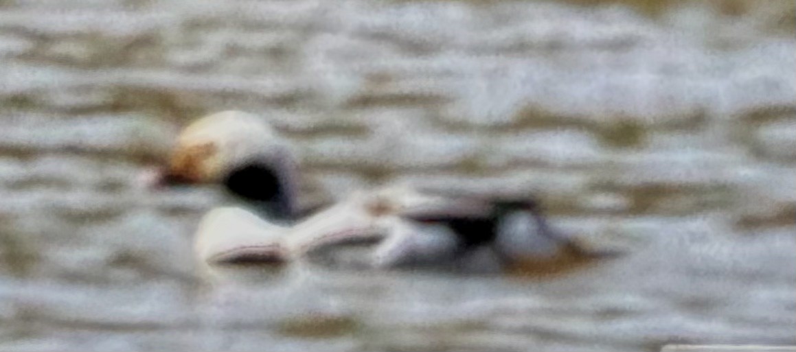 Long-tailed Duck - ML616137752