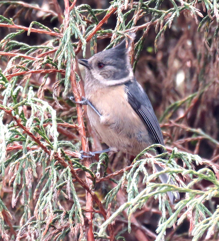 Gray-crested Tit - ML616137794