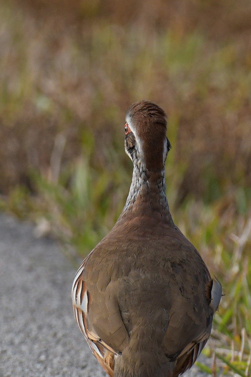 Red-legged Partridge - ML616137826