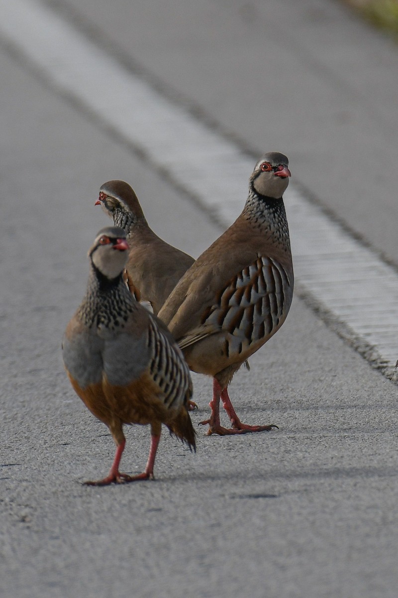 Red-legged Partridge - ML616137827