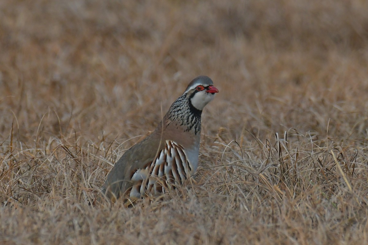 Red-legged Partridge - ML616137830