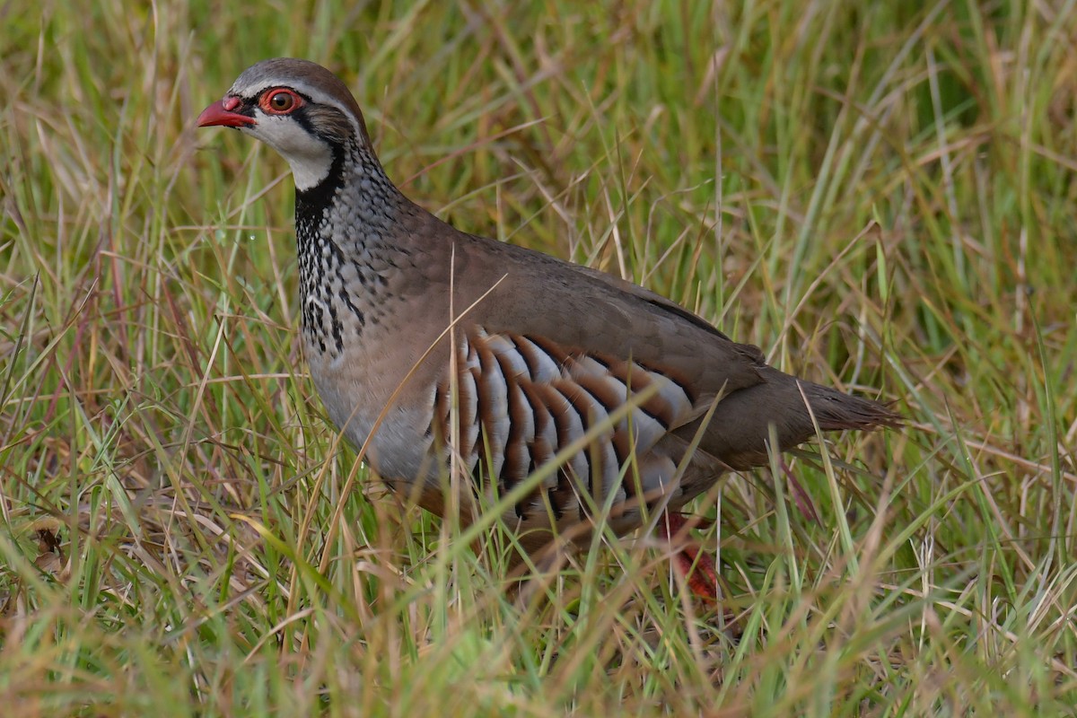 Red-legged Partridge - ML616137832