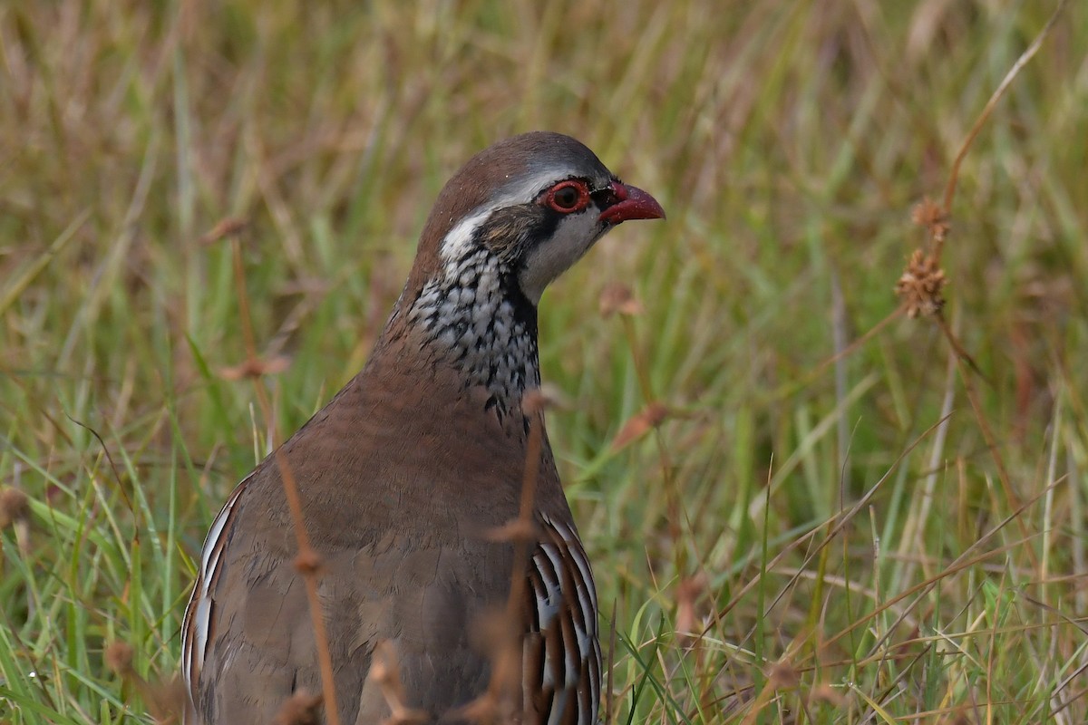 Red-legged Partridge - ML616137834