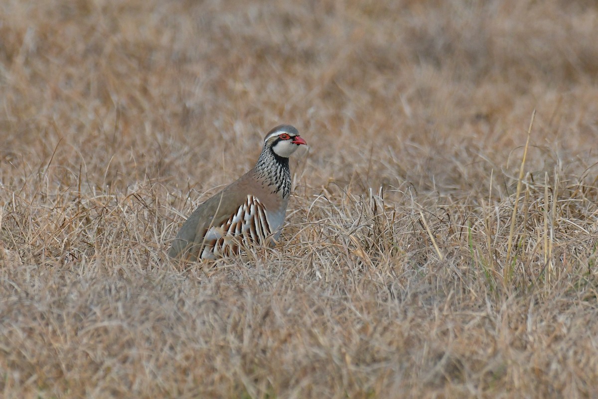 Red-legged Partridge - ML616137835