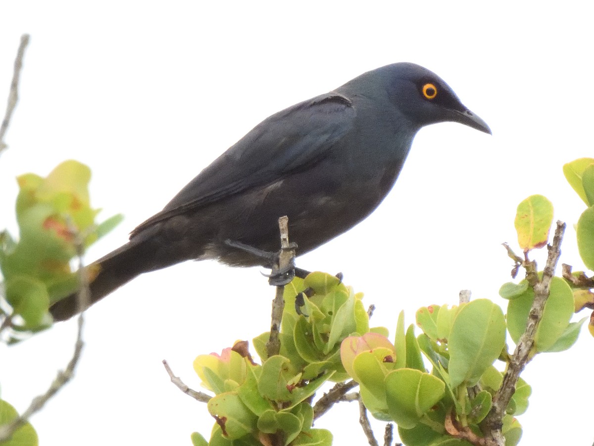 Black-bellied Starling - ML616137872