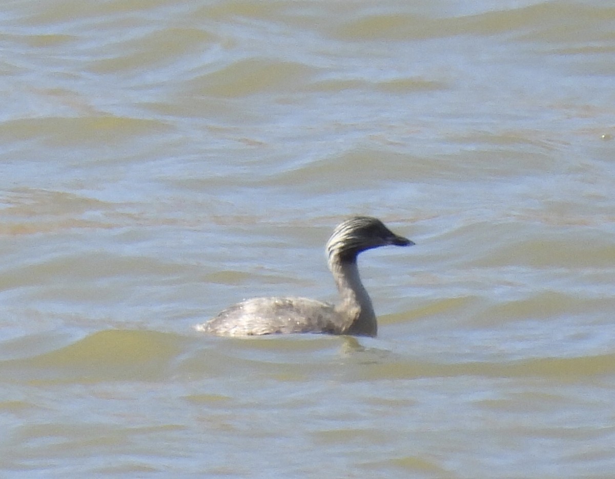 Hoary-headed Grebe - ML616137878